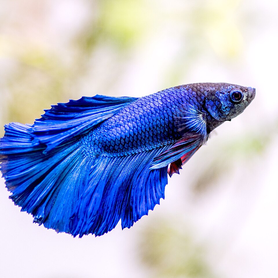 Poisson combattant