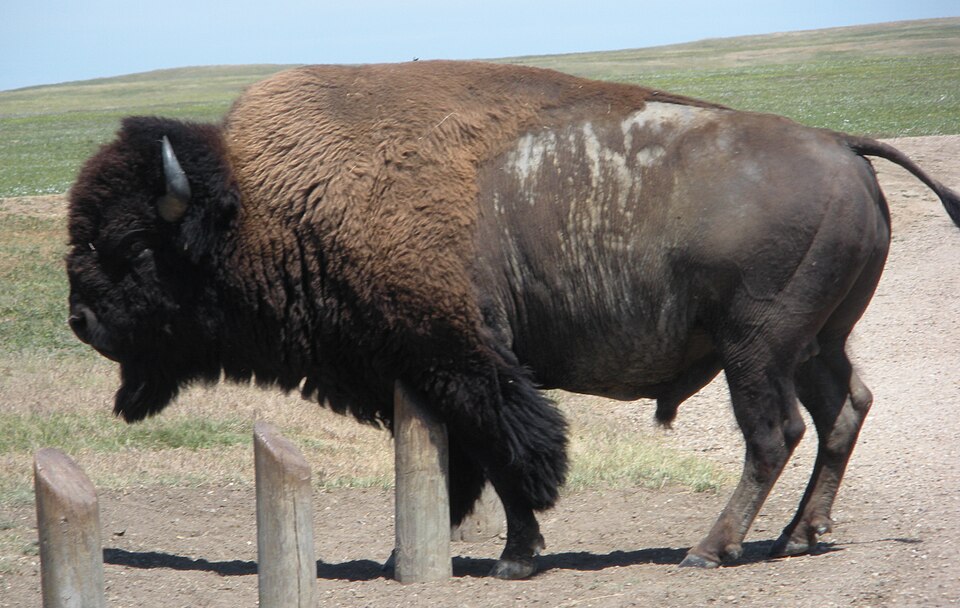 Bison