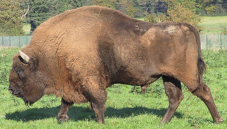 Bison d'Europe