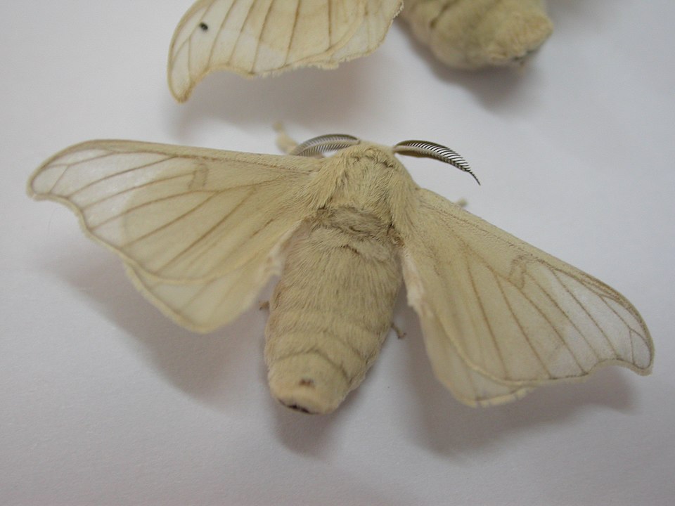 Bombyx