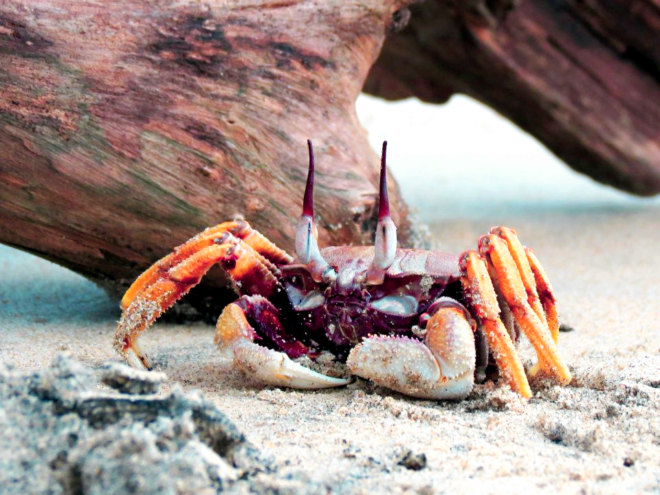 Crabe