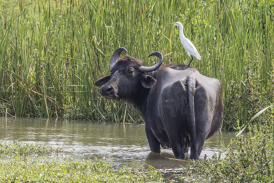 Buffle d'eau