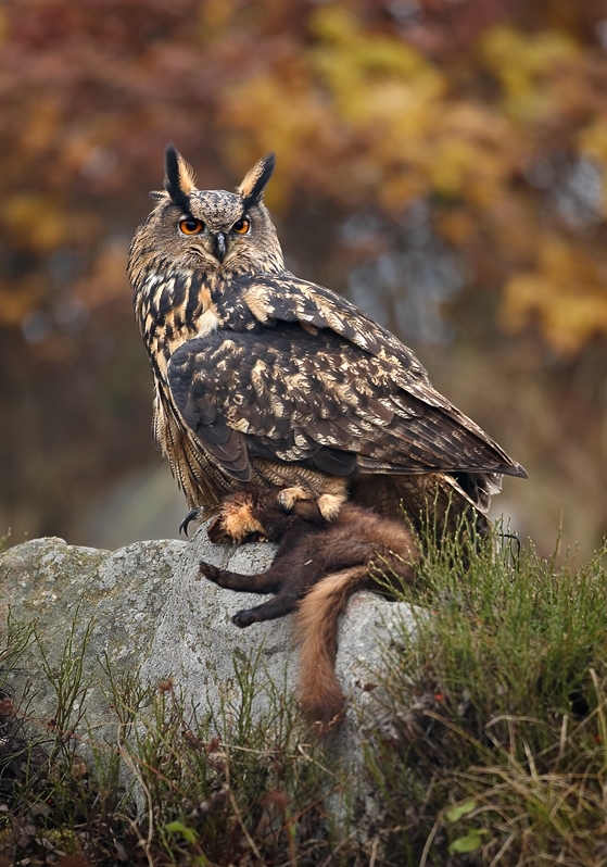 Hibou grand-duc