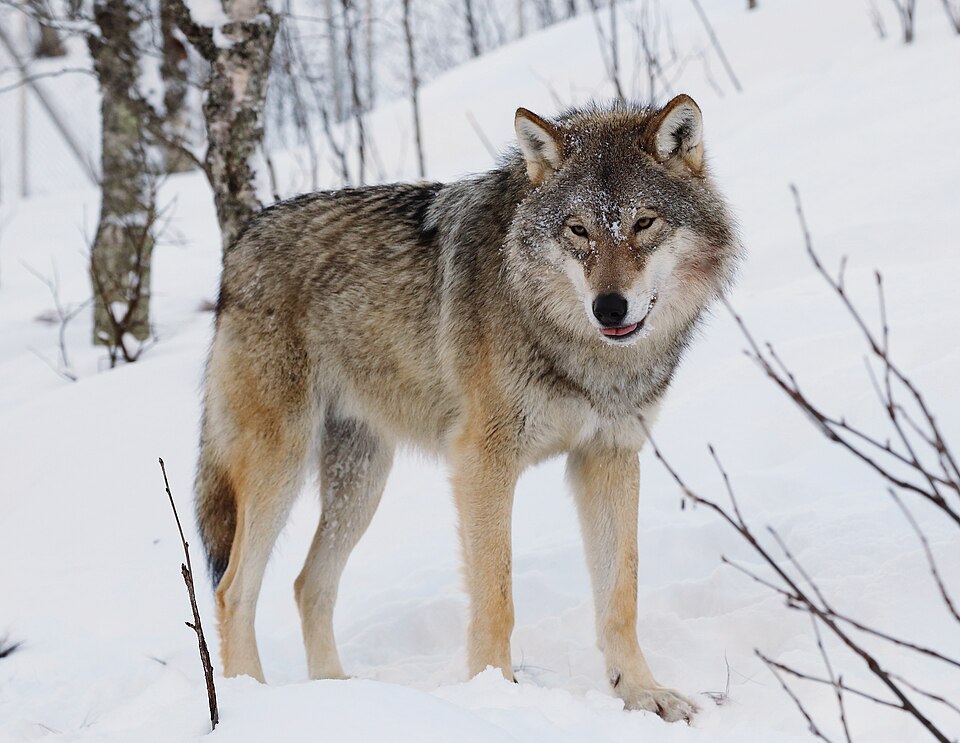 Loup gris