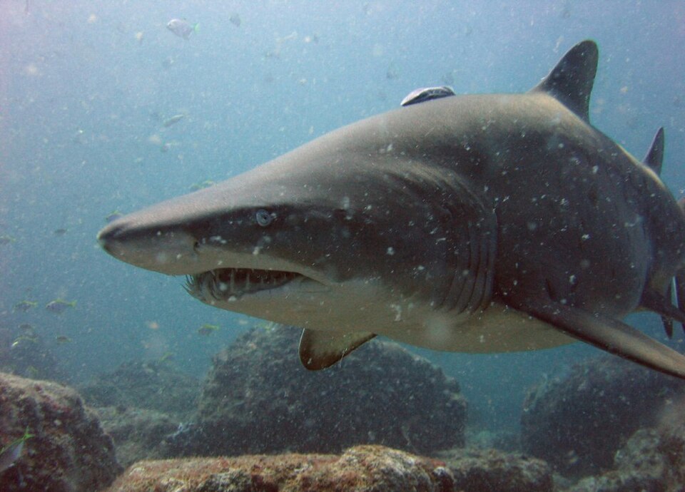 Requin-taureau
