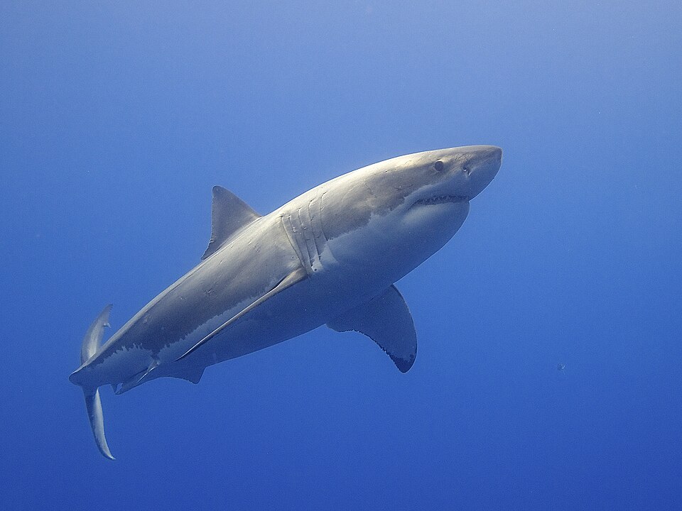 Grand requin blanc