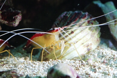 Crevette