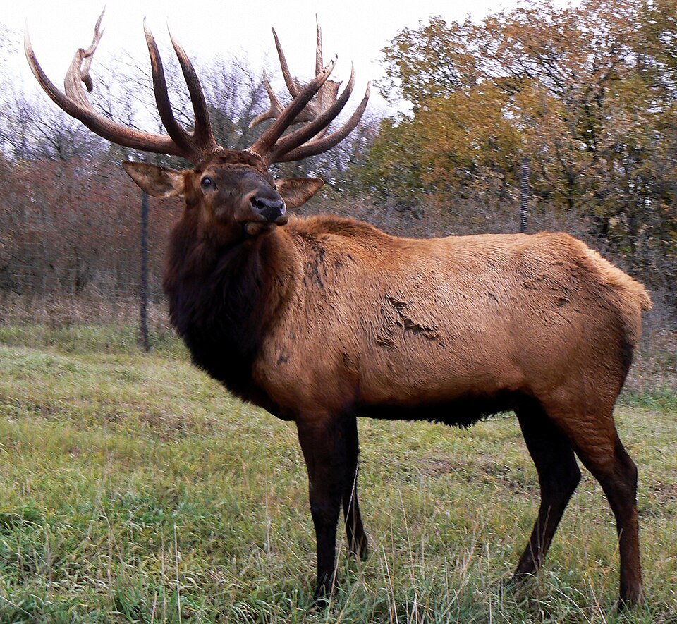 Wapiti