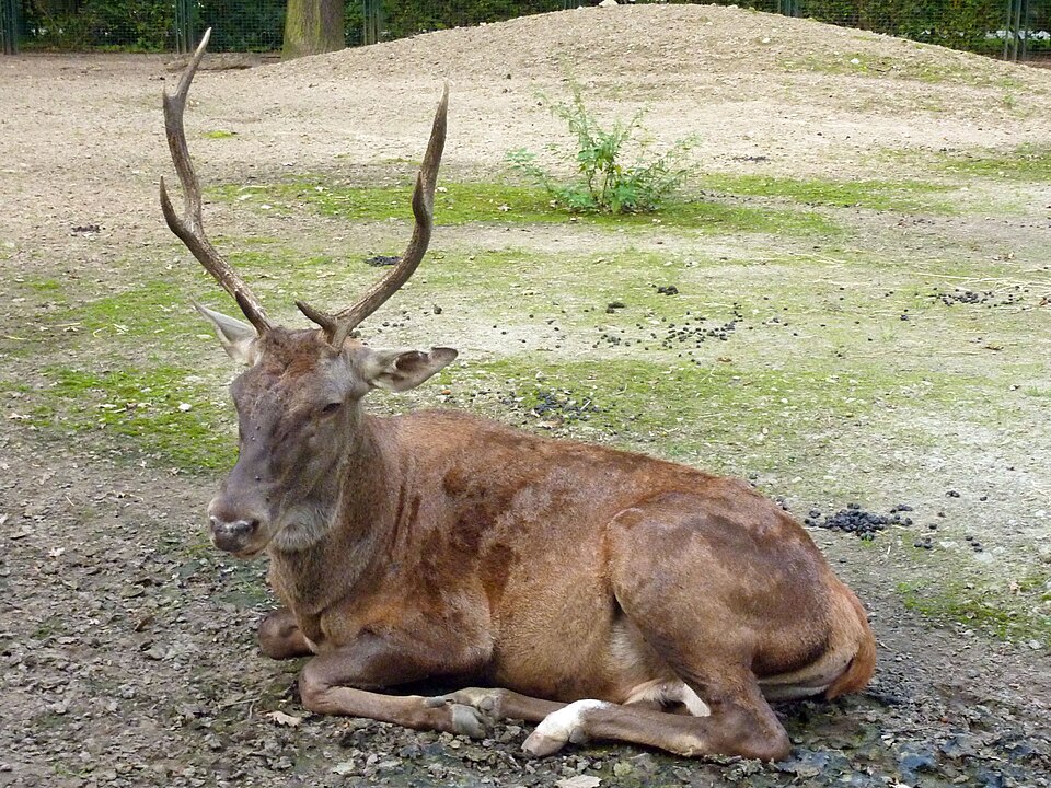 Cerf de Barbarie