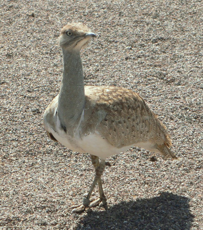 Outarde houbara