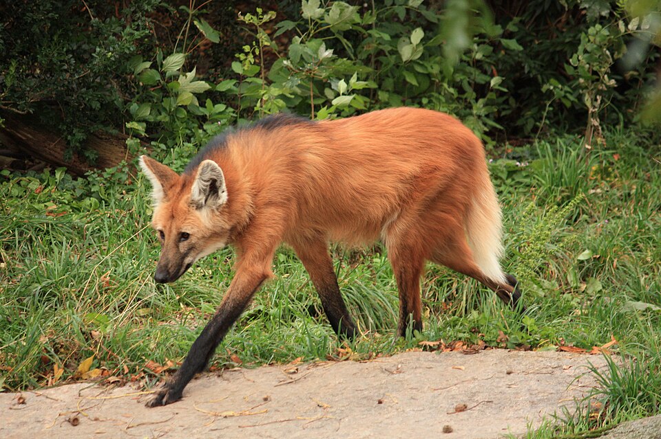 Loup à crinière