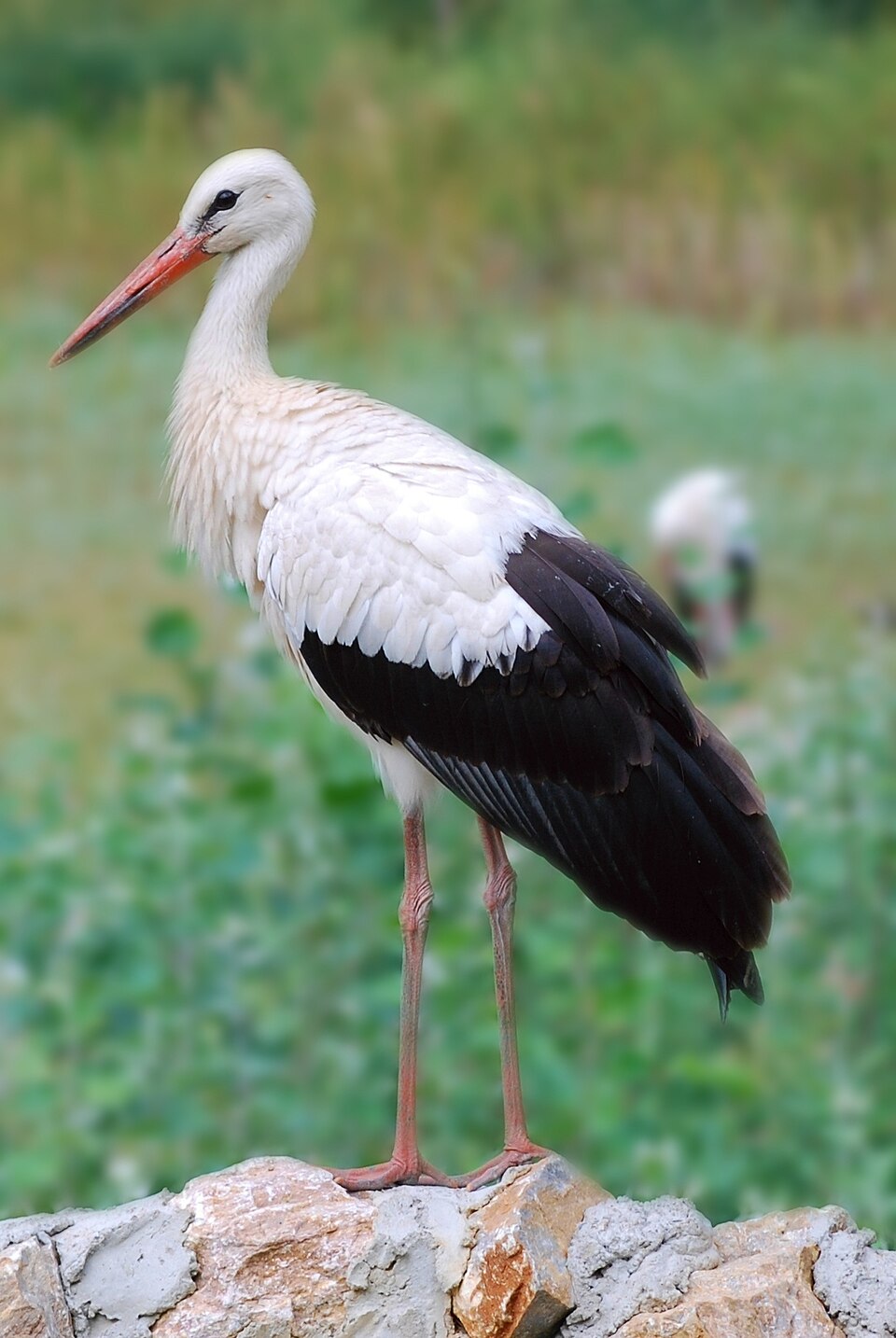 Cigogne blanche