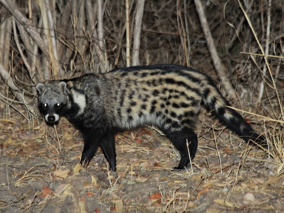 Civette africaine