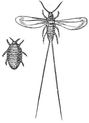 Cochenille