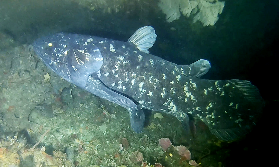 Cœlacanthe