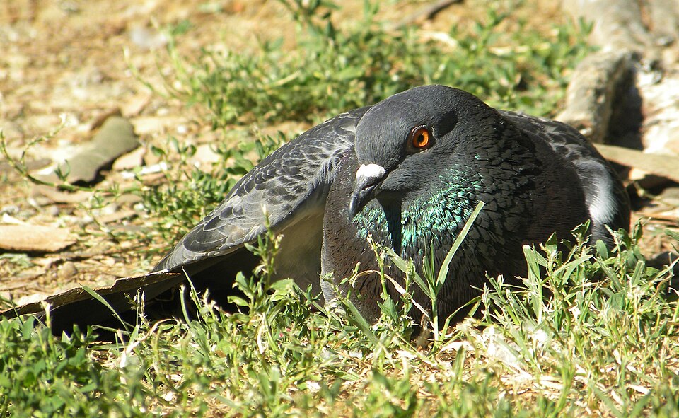 Pigeon domestique