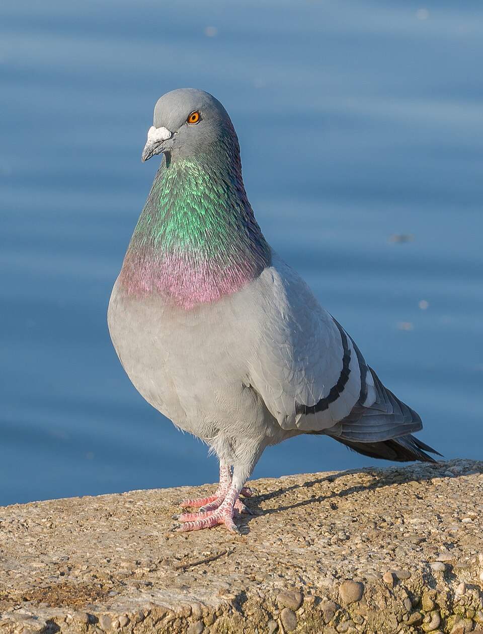 Pigeon biset