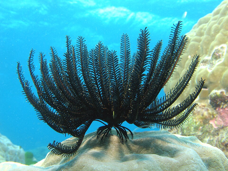 Crinoïde