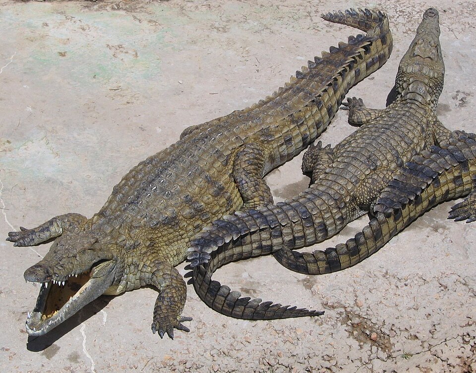 Crocodile du Nil