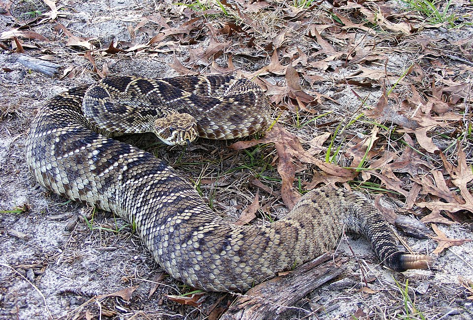 Crotale diamantin