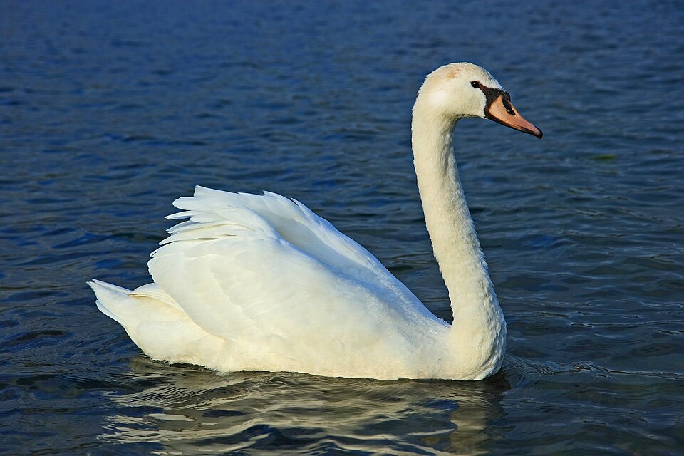 Cygne