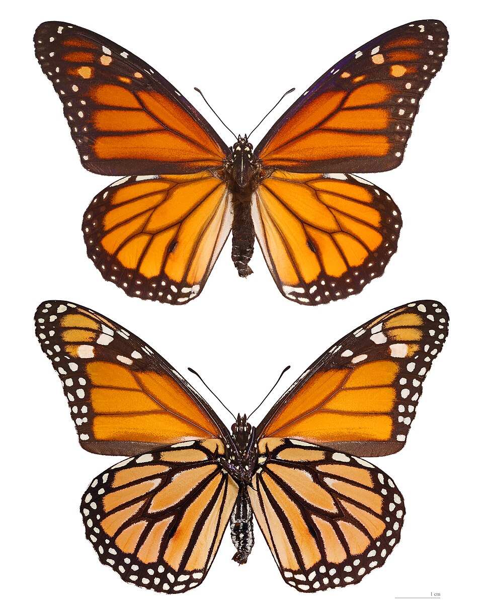 Papillon monarque