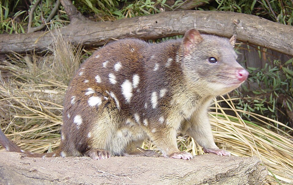 Quoll tacheté