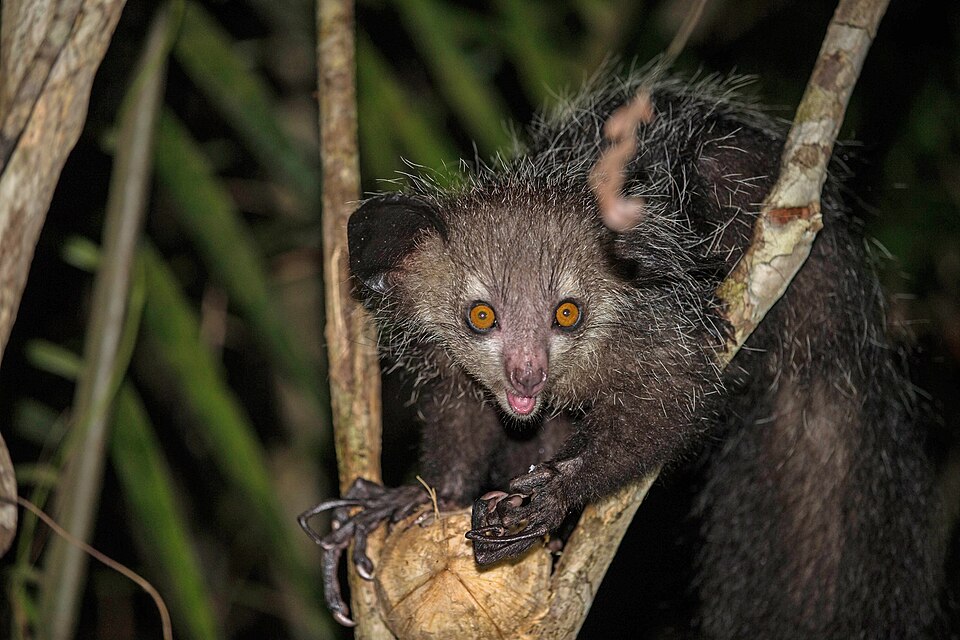 Aye-aye de Madagascar