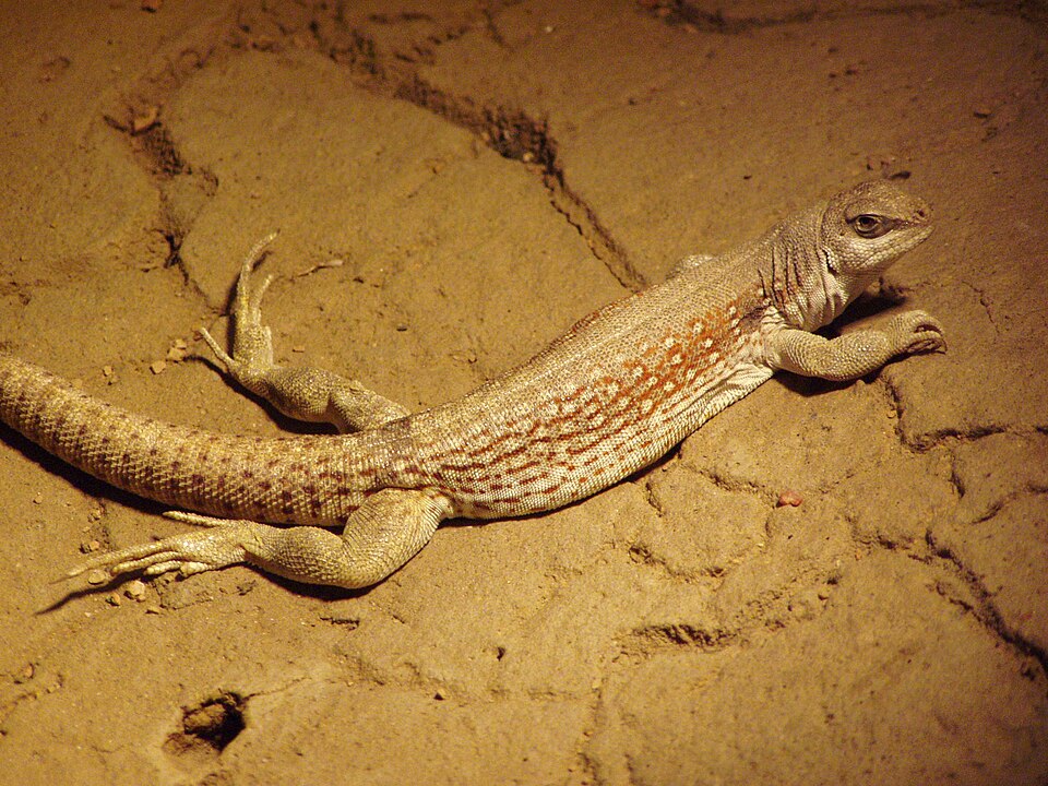 Iguane du désert