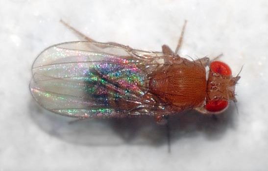 Drosophile