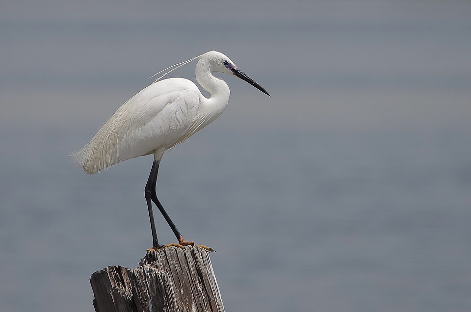 Aigrette