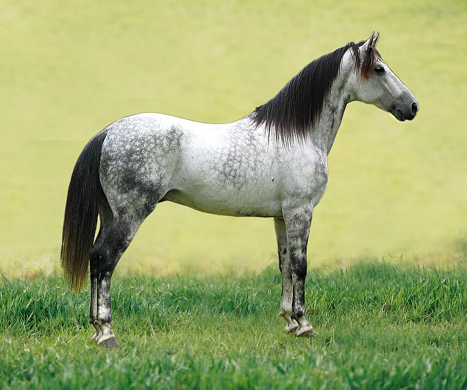 Cheval