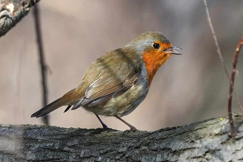 Rouge-gorge