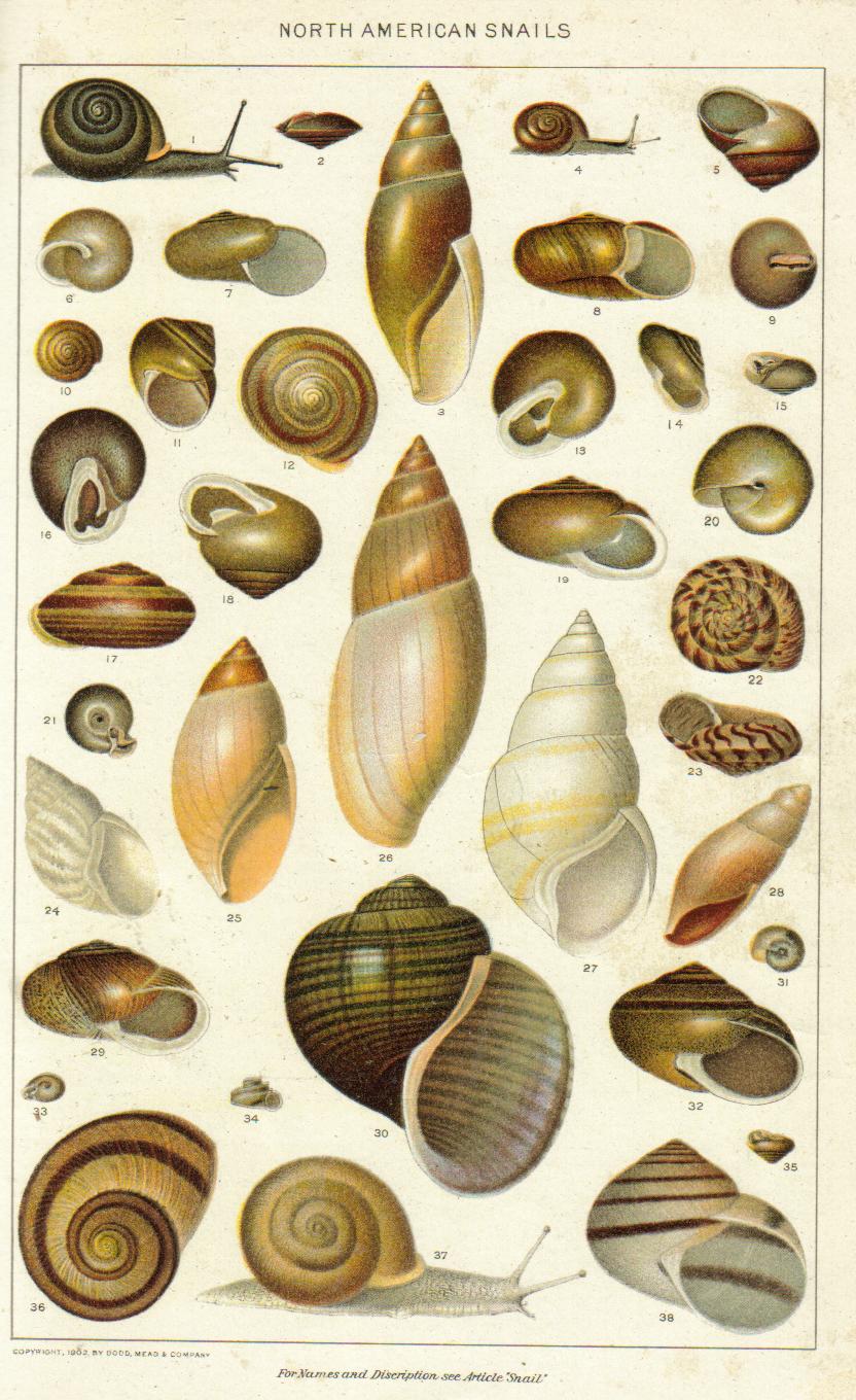 Escargot