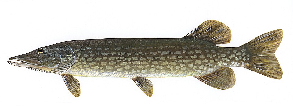 Brochet