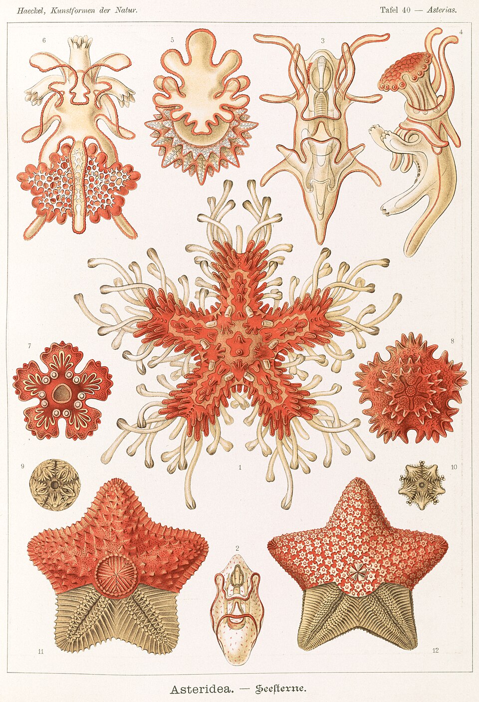 Étoile de mer