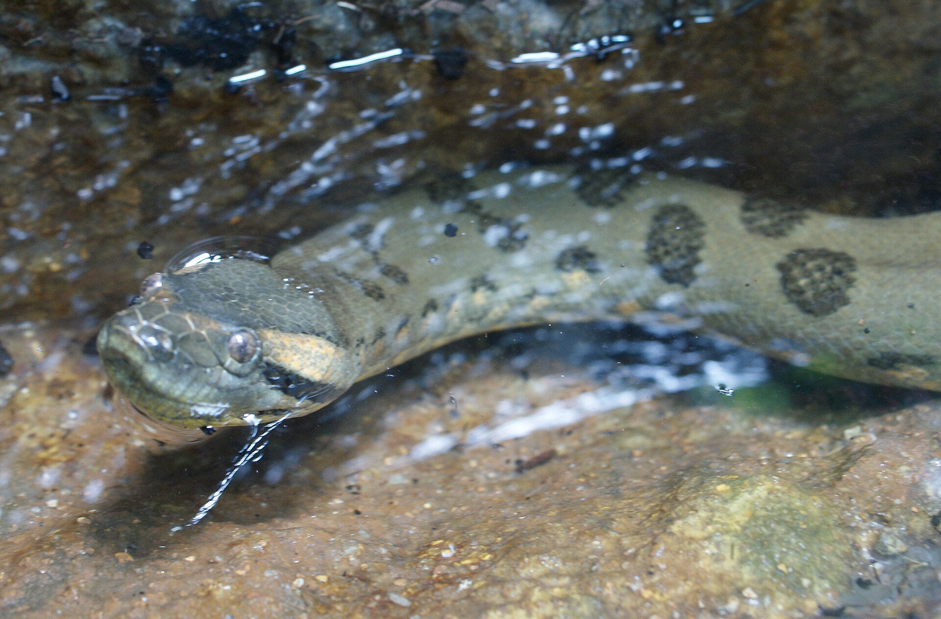 Anaconda vert
