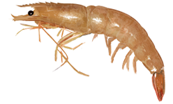Crevette brune américaine