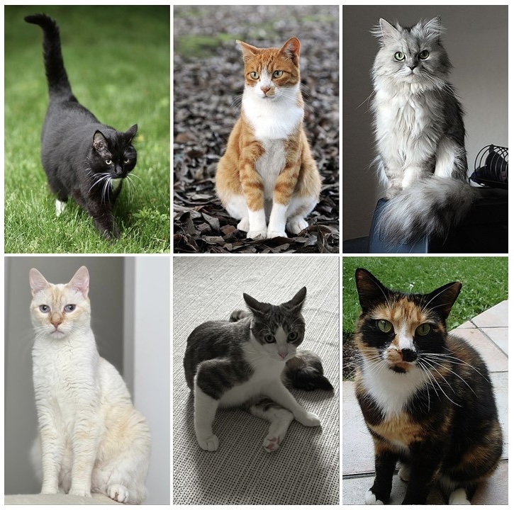 Chat