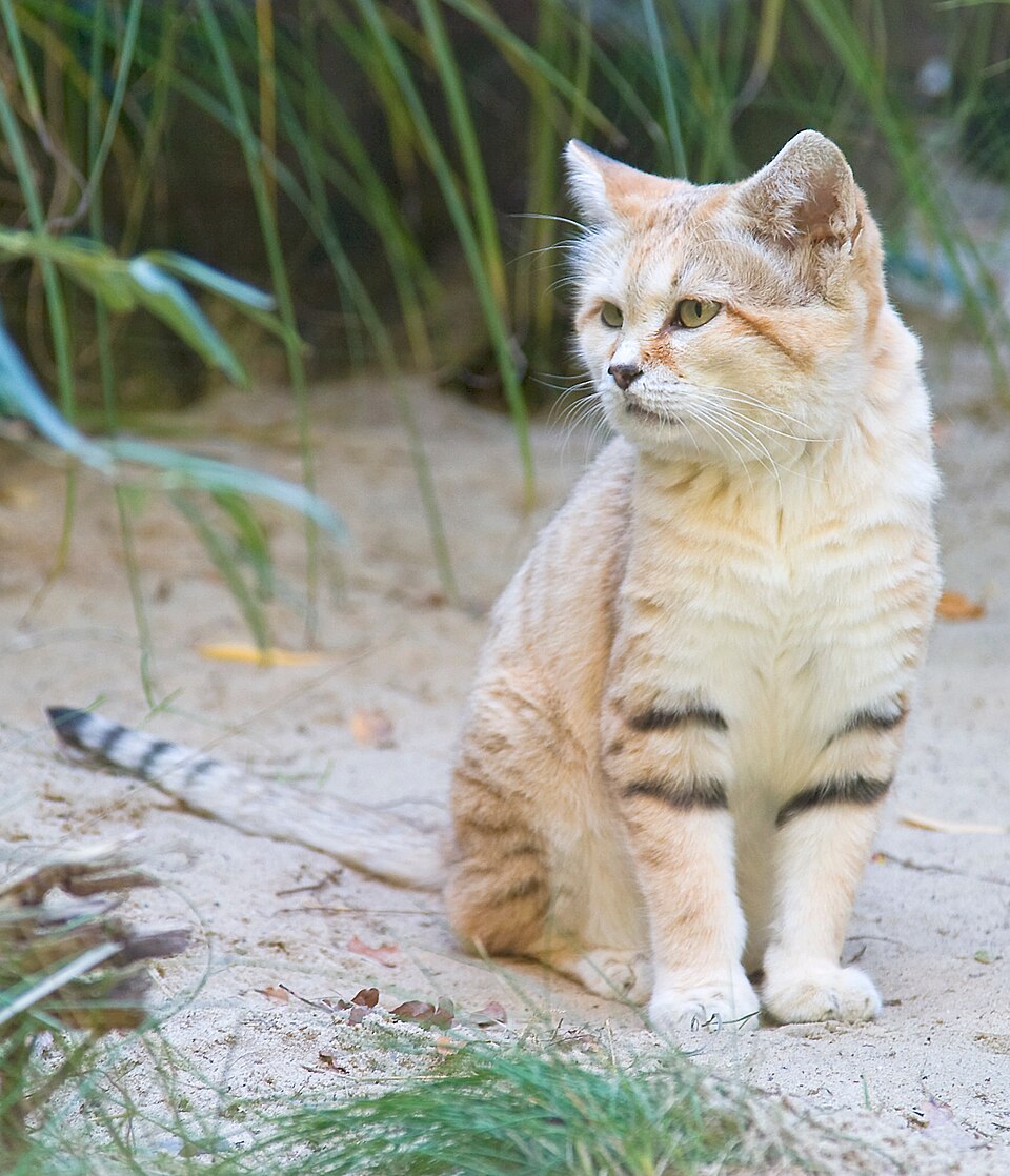 Chat des sables