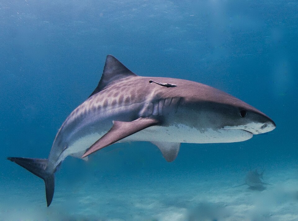 Requin-tigre