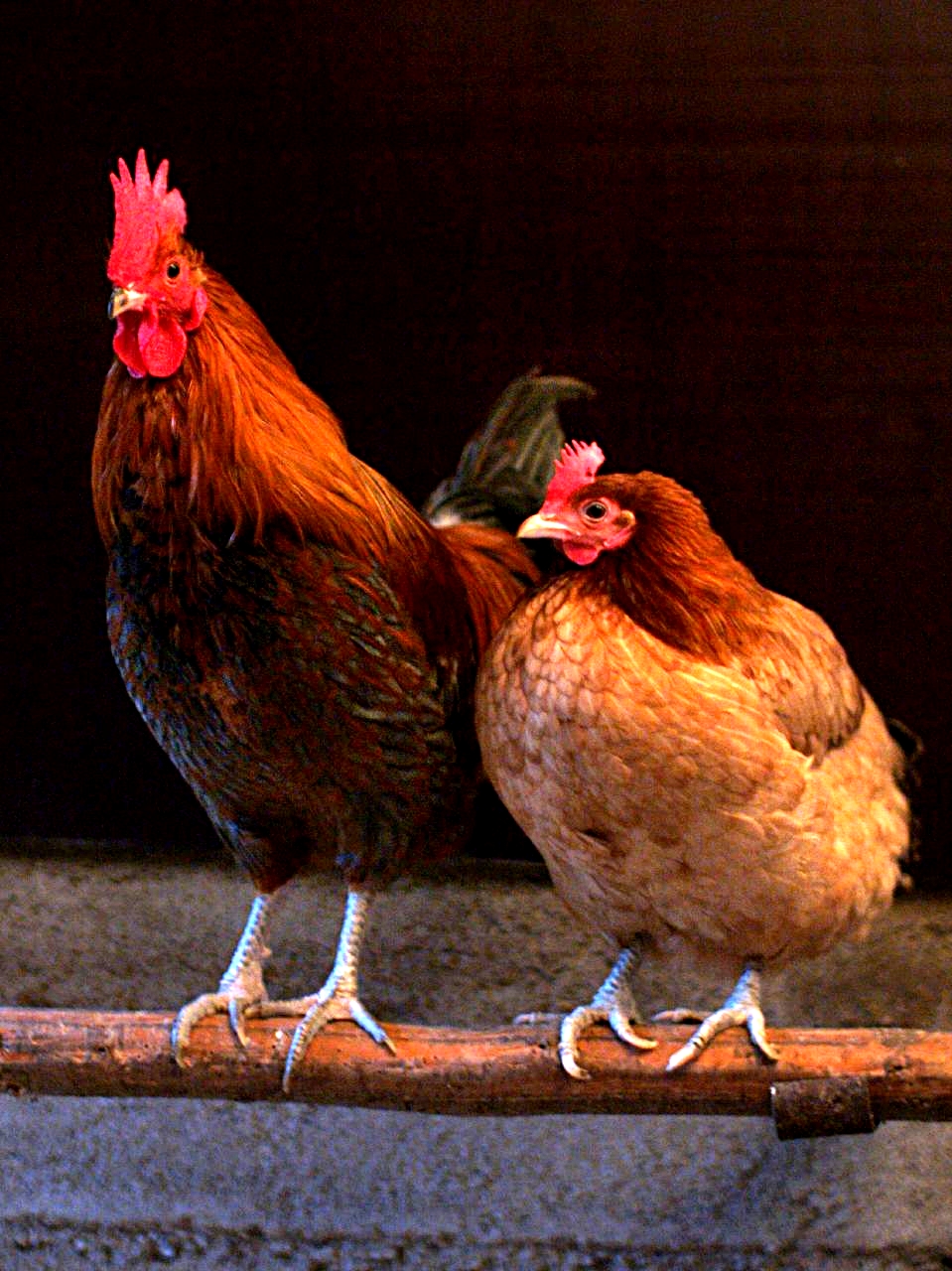 Poule
