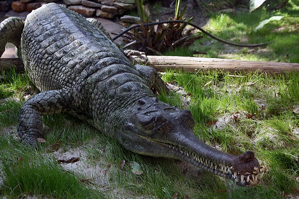Gavial