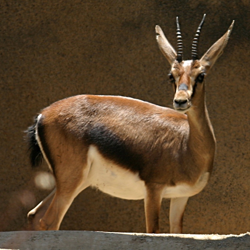 Gazelle de Cuvier