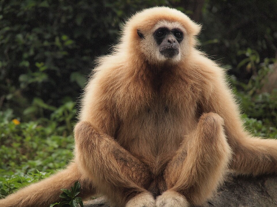 Gibbon