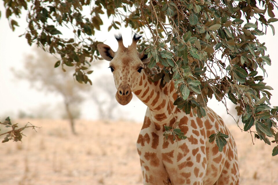 Girafe