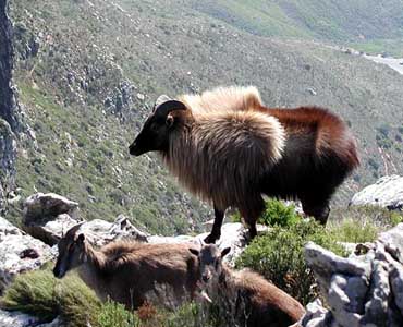 Tahr de l'Himalaya