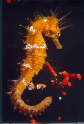 Hippocampe moucheté