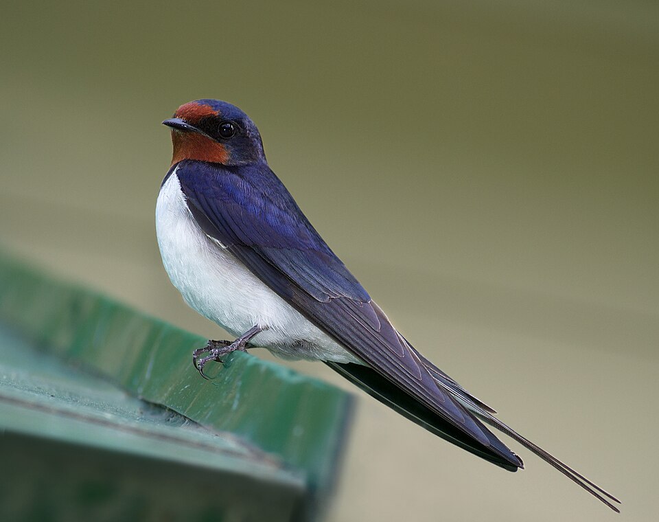 Hirondelle