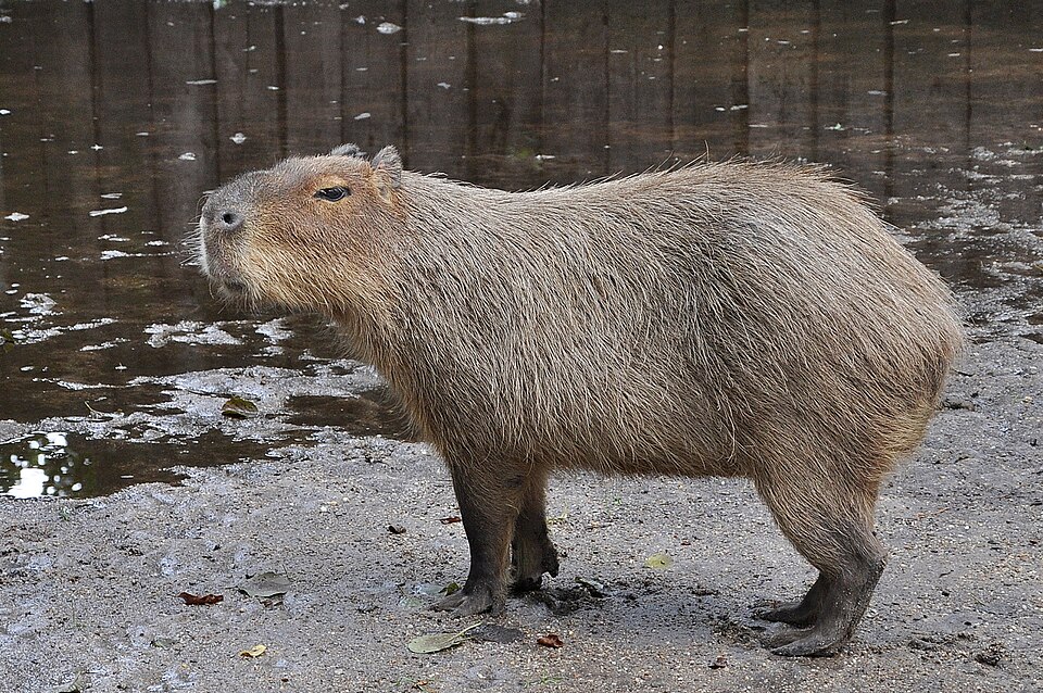Capybara